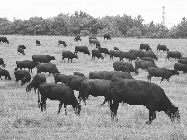 山东省畜牧兽医局畜牧要闻牛价下跌加速肉牛产业提档升级